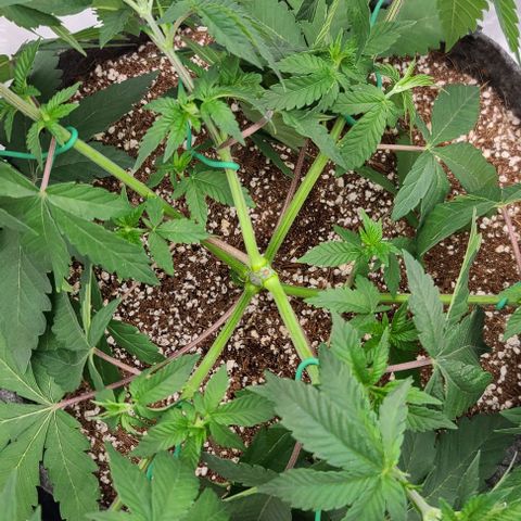 Grape Octane (Grape Pie x High Octane OG) growlog photo: LST a little too late