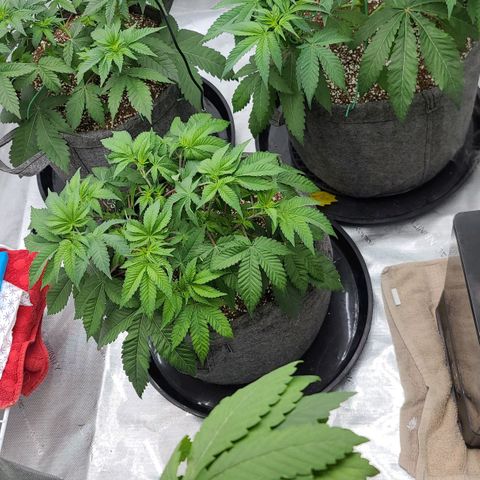 Grape Octane (Grape Pie x High Octane OG) growlog photo: Lower branch trimming