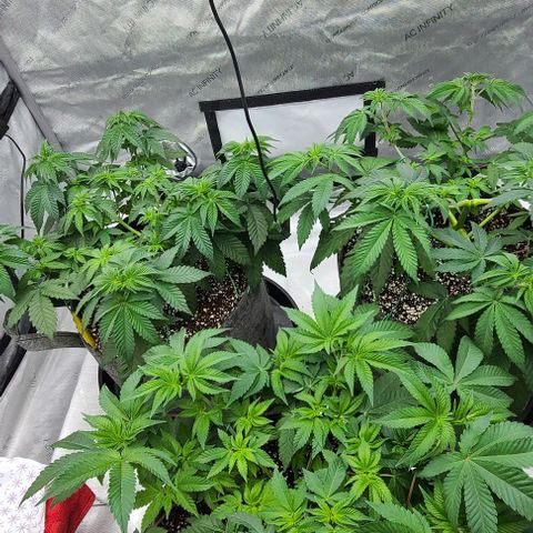 Grape Octane (Grape Pie x High Octane OG) growlog timeline photo
