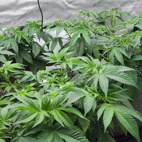 Grape Octane (Grape Pie x High Octane OG) growlog timeline photo