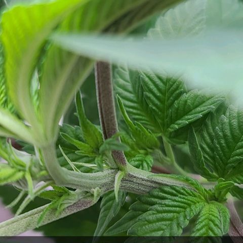 Grape Octane (Grape Pie x High Octane OG) growlog timeline photo