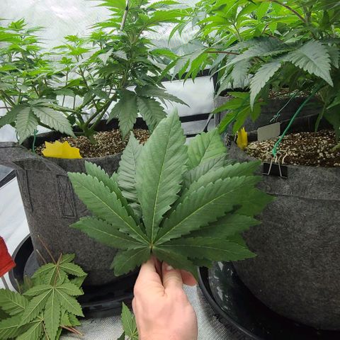 Grape Octane (Grape Pie x High Octane OG) growlog timeline photo