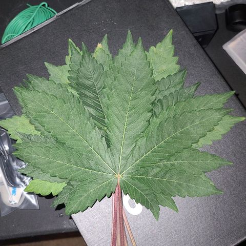 Grape Octane (Grape Pie x High Octane OG) growlog timeline photo