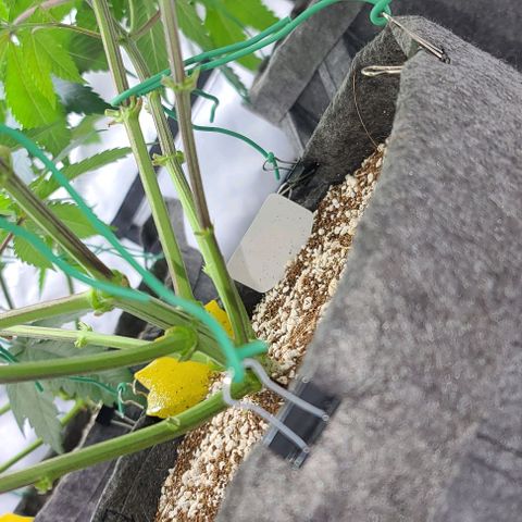 Grape Octane (Grape Pie x High Octane OG) growlog photo: Post trim