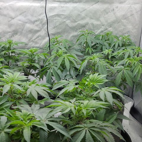Grape Octane (Grape Pie x High Octane OG) growlog timeline photo