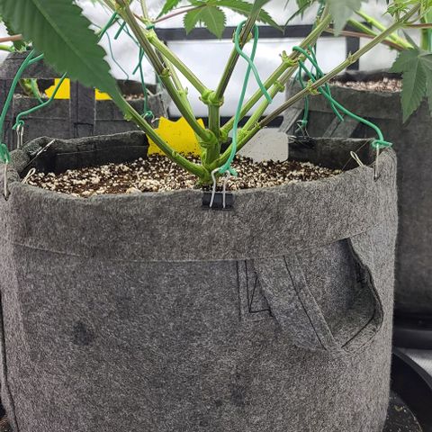 Grape Octane (Grape Pie x High Octane OG) growlog timeline photo