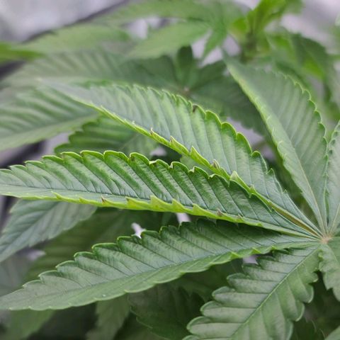 Grape Octane (Grape Pie x High Octane OG) growlog photo: Leaves doing the taco. Possible light or heat stress, but also dark spots on edges of leaves. Halved the gallons with half full strength mix and half normal water. Did not ph test after halving the gallons
