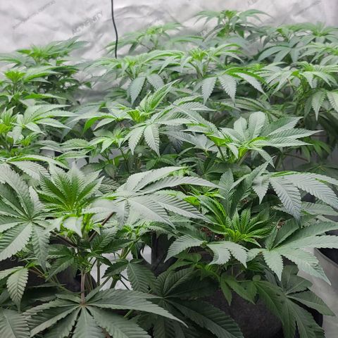 Grape Octane (Grape Pie x High Octane OG) growlog photo: Preflower defoliation
