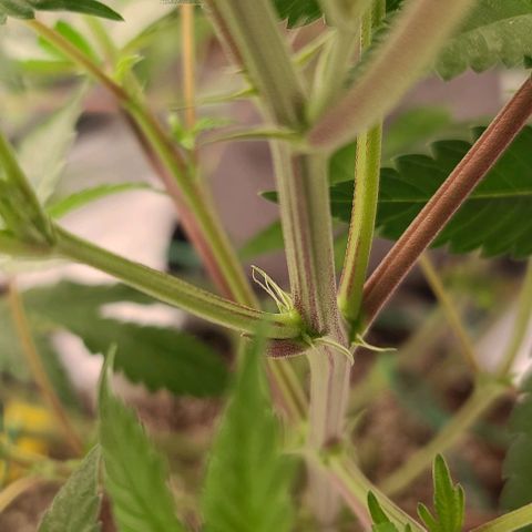 Grape Octane (Grape Pie x High Octane OG) growlog photo: White pistils and trellis net