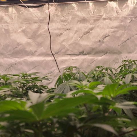 Grape Octane (Grape Pie x High Octane OG) growlog photo: White pistils and trellis net
