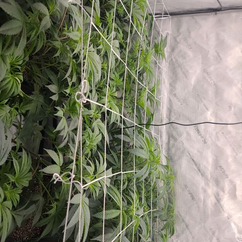 Grape Octane (Grape Pie x High Octane OG) growlog timeline photo