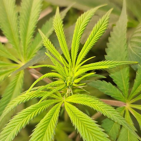 Grape Octane (Grape Pie x High Octane OG) growlog timeline photo