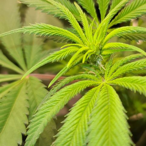 Grape Octane (Grape Pie x High Octane OG) growlog timeline photo