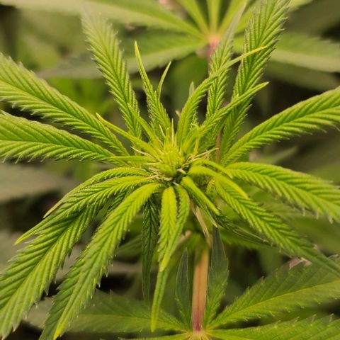 Grape Octane (Grape Pie x High Octane OG) growlog timeline photo