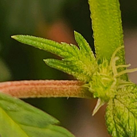 Grape Octane (Grape Pie x High Octane OG) growlog timeline photo