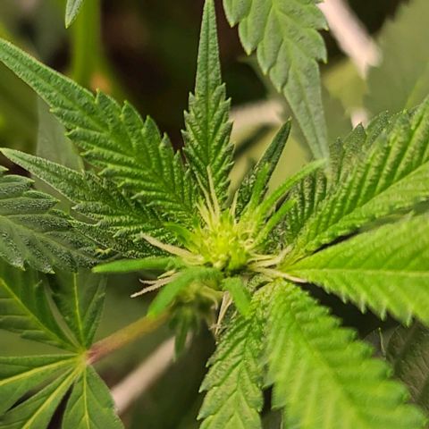 Grape Octane (Grape Pie x High Octane OG) growlog timeline photo