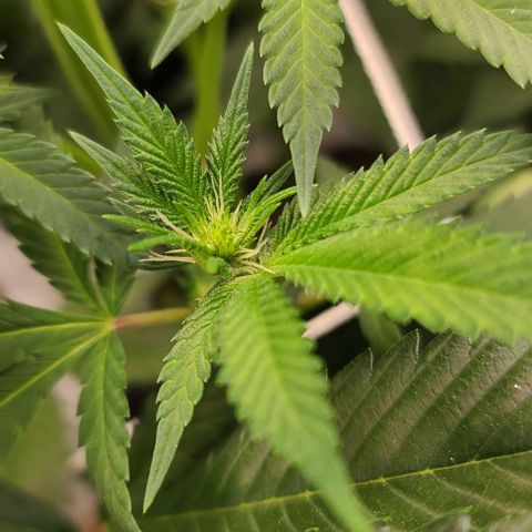 Grape Octane (Grape Pie x High Octane OG) growlog timeline photo