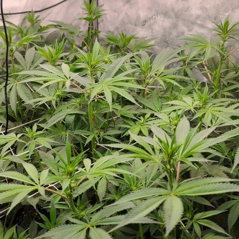 Grape Octane (Grape Pie x High Octane OG) growlog timeline photo