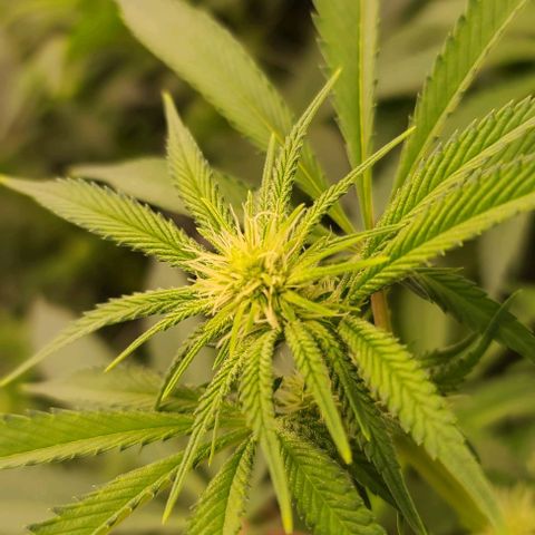 Grape Octane (Grape Pie x High Octane OG) growlog timeline photo