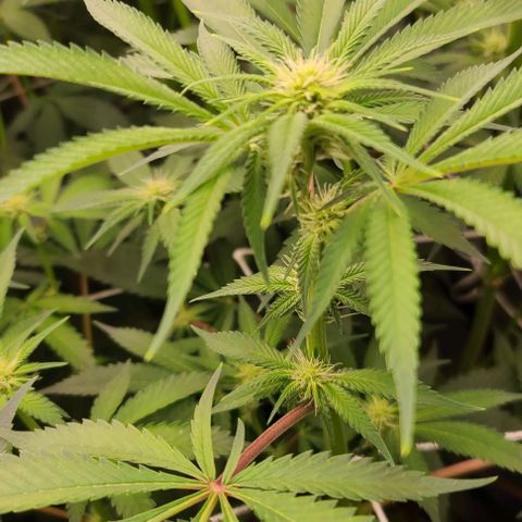 Grape Octane (Grape Pie x High Octane OG) growlog timeline photo