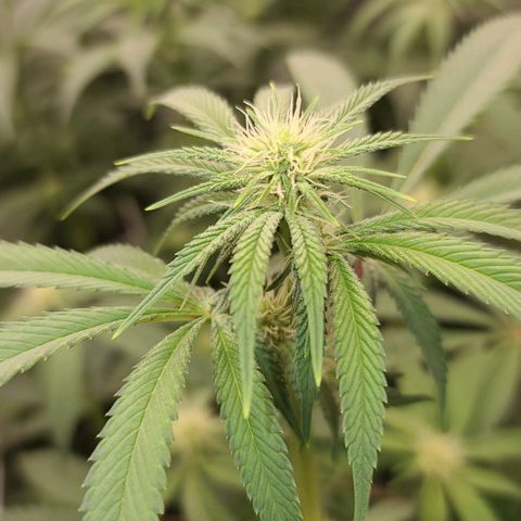 Grape Octane (Grape Pie x High Octane OG) growlog timeline photo