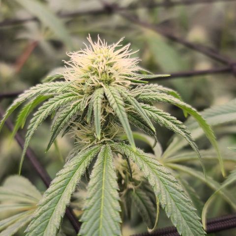 Grape Octane (Grape Pie x High Octane OG) growlog timeline photo
