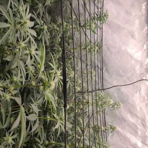 Grape Octane (Grape Pie x High Octane OG) growlog timeline photo