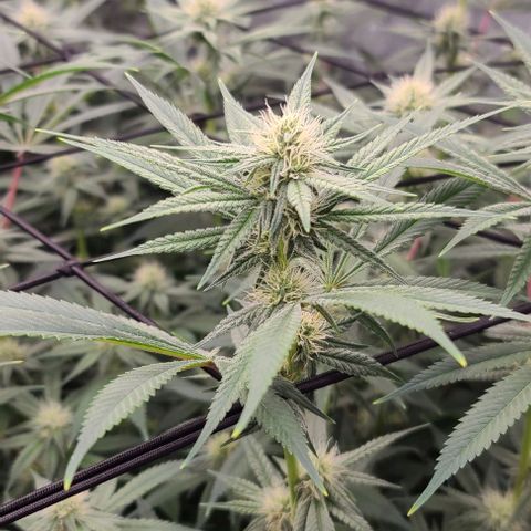 Grape Octane (Grape Pie x High Octane OG) growlog timeline photo