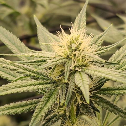 Grape Octane (Grape Pie x High Octane OG) growlog timeline photo
