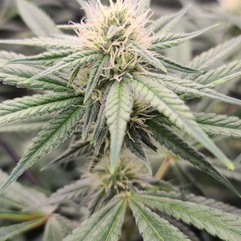 Grape Octane (Grape Pie x High Octane OG) growlog timeline photo