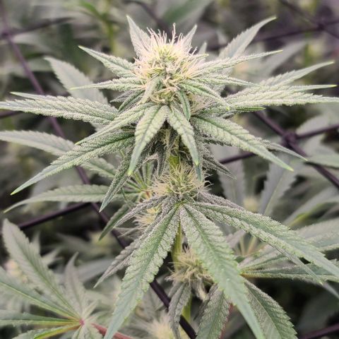 Grape Octane (Grape Pie x High Octane OG) growlog timeline photo