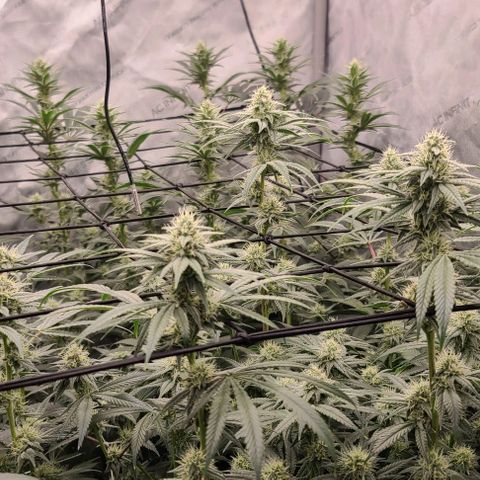 Grape Octane (Grape Pie x High Octane OG) growlog timeline photo
