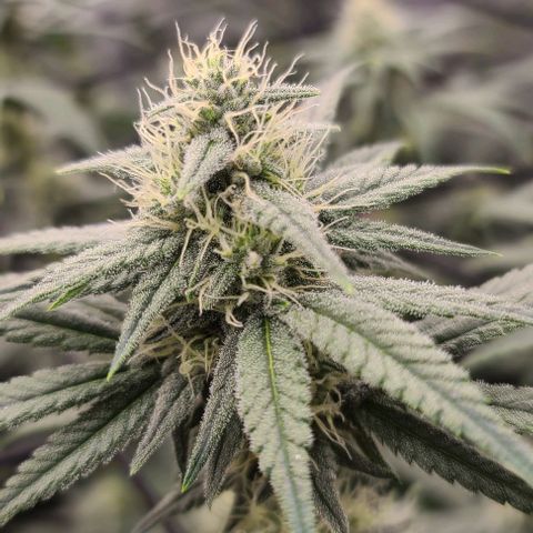 Grape Octane (Grape Pie x High Octane OG) growlog timeline photo
