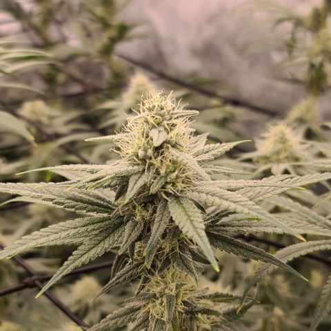Grape Octane (Grape Pie x High Octane OG) growlog timeline photo