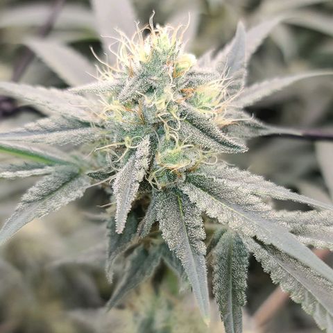 Grape Octane (Grape Pie x High Octane OG) growlog timeline photo