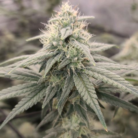 Grape Octane (Grape Pie x High Octane OG) growlog timeline photo