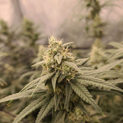 Grape Octane (Grape Pie x High Octane OG) growlog timeline photo