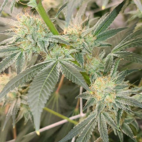 Grape Octane (Grape Pie x High Octane OG) growlog timeline photo