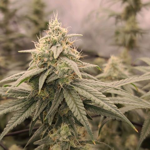 Grape Octane (Grape Pie x High Octane OG) growlog timeline photo