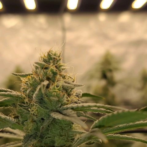 Grape Octane (Grape Pie x High Octane OG) growlog timeline photo