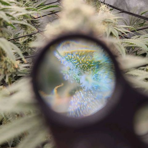 Grape Octane (Grape Pie x High Octane OG) growlog timeline photo