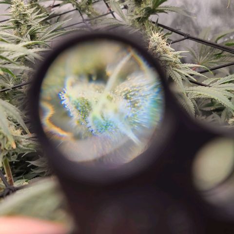 Grape Octane (Grape Pie x High Octane OG) growlog timeline photo