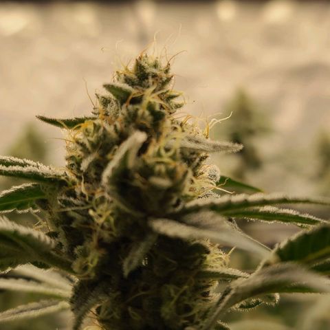 Grape Octane (Grape Pie x High Octane OG) growlog timeline photo