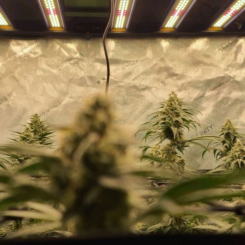 Grape Octane (Grape Pie x High Octane OG) growlog timeline photo