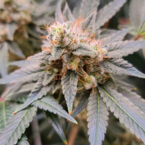 Grape Octane (Grape Pie x High Octane OG) growlog timeline photo