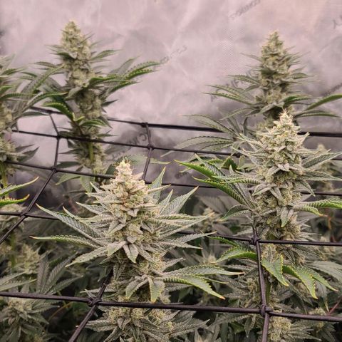 Grape Octane (Grape Pie x High Octane OG) growlog timeline photo