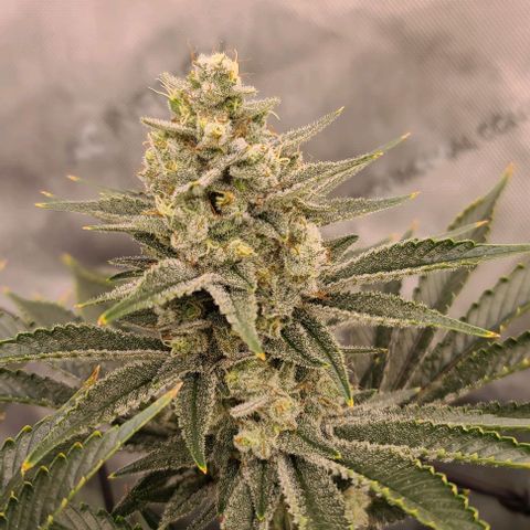 Grape Octane (Grape Pie x High Octane OG) growlog timeline photo