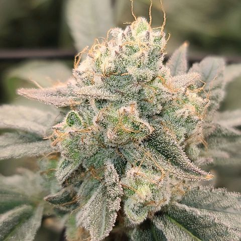 Grape Octane (Grape Pie x High Octane OG) growlog timeline photo