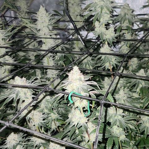 Grape Octane (Grape Pie x High Octane OG) growlog timeline photo
