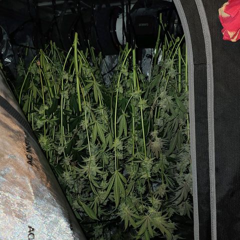 Grape Octane (Grape Pie x High Octane OG) growlog timeline photo